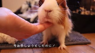 今お手しようと思ってたのに！I was trying to paw now!