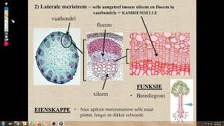 Lewenswetenskappe GR10 Plantweefsels Les1