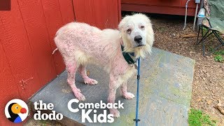 Hairless Great Pyrenees Turns Into The Fluffiest, Happiest Dog | The Dodo Comeback Kids