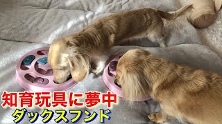 知育玩具に夢中のダックスフンド【ミニチュアダックスフンド多頭飼い】