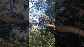 和一只笑翠鸟打招呼，结果……Say hello to a kookaburra，the upshot is...