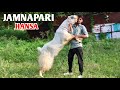 Quality Wala Jamnapari Hansa Bakra At Faizan Goat’s