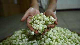 Mastering the Craft: Jasmine Tea - By Teawala