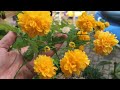 caring and propagating kerria japonica ranunkelstrauch