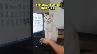 하수구에서 구조해 키우고 있는 구조묘~ 이제는 아빠 껌딱지묘~#Shorts #구조묘 #길냥이 #고양이