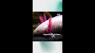 سمندل المكسيك | برنامج سحر الأحياء