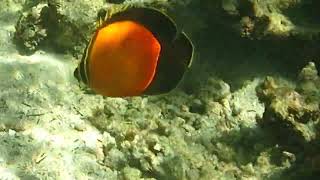 Snorkeling in Kuwait Arabian Butterflyfish