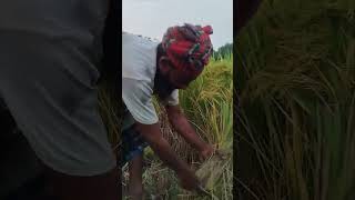 ধান কাটা চলছে। #shortvideo #ধান #ধান কাটা #পাকা ধান #সোনালী দান #কৃষকের  মুখে হাসি