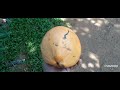 how to cut an king coconut තැඹිලි ගෙඩියක් කපන විදිය