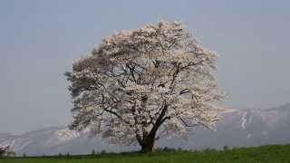 岩手県雫石町　小岩井農場　一本桜③　2014年5月3日