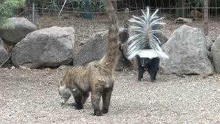 Coatimundi and Skunk in Arizona