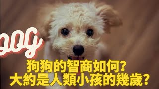 狗狗的智商如何？大約是人類小孩的幾歲？