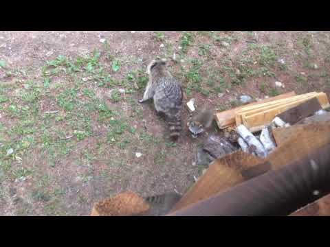 Raccoon mom with babies Raccoon mom with babies