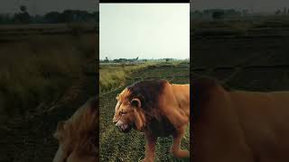 #shorts Lion 🦁 #animals_और_nature #viralvideo #animals #shortsvideo