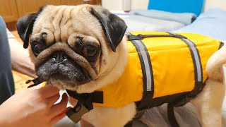 プールに誘ってもらったのでライフジャケットを買ってみました★｜パグのぺろぽん兄弟pug犬｜