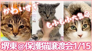 1/15堺東＠保護猫譲渡会行ってきました😺　 №646