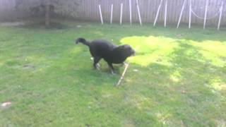 Ivan playing with a stick