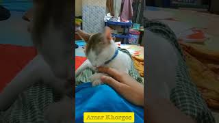 ‎#AmarKhorgos #PetVlog #Cat #Funny