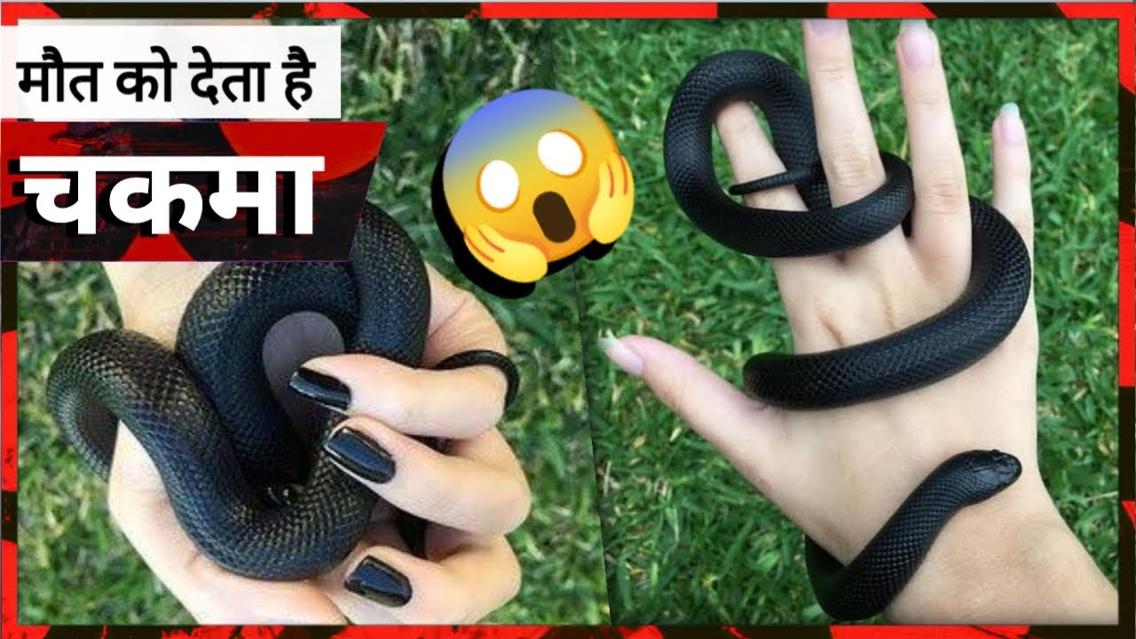 मौत को छूकर 😈 टक से वापस || Animals That Can Live After Death! 🔮 #shorts by Saurabh