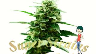 Mexican Candy – Super Strains Seeds