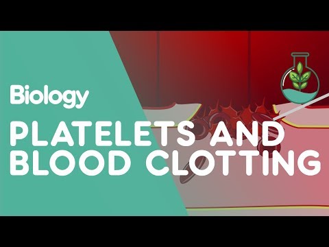 What proteins are involved in blood clotting?