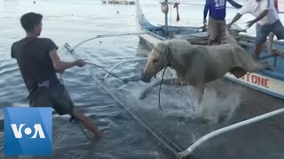 Philippine Locals Rescue Stranded Horses From Taal Volcano Island