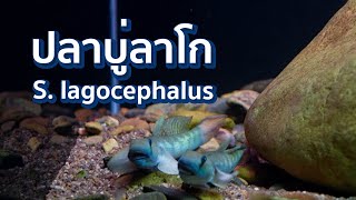 ปลาบู่ลาโก Sicyopterus lagocephalus หายจากตู้ไปนาน!