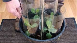 How to protect Spring Cabbages growing in a pot from wind damage.