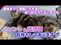 【保護猫】新しいキャリーリュックでワクチン接種に行った兄妹猫