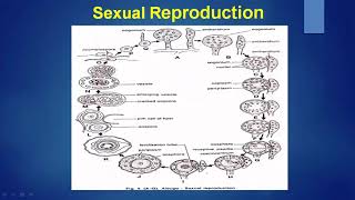 Sexual Reproduction in Albugo