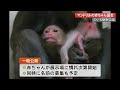 のいち動物公園にマンドリルの赤ちゃん誕生【高知】