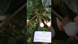 Hoseki Safed Bhilawa biba White Bhilawa Seed7820953572