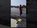 PEMBERIAN PAKAN UDANG VANAME YANG BENAR DI TAMBAK INTENSIF #shorts #aabvaname57 #shrimp #viral