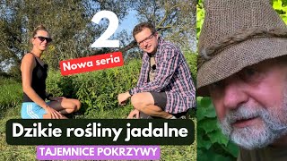 Na odporność , przeciwzapalna oraz pełna witamin i minerałów? Dzikie rośliny jadalne 2