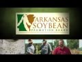 Soybean Breeding Program in Arkansas