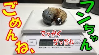 【カブトムシ＆クワガタ】フンちゃんに謝らないといけないことが…（くろねこチャンネル）