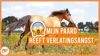 Wat te doen als mijn paard verlatingsangst heeft?