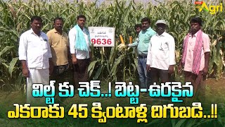 Bioseed Hybrid Corn 9636 | విల్ట్‌కు చెక్..! బెట్ట-ఉరకైన ఎకరాకు 45 క్వింటాళ్ల దిగుబడి..!! Tone Agri