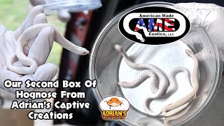 Our Second Box Of Hognose From Adrian's Captive Creations!!  v82 AME