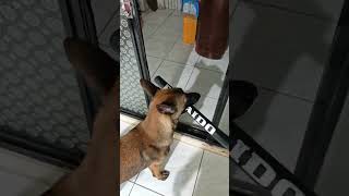 最後真的噴笑 #胸背帶 #牽繩 #項圈 #taiwan #puppy #malinois #大型犬 #中型犬 #小型犬 #官方授權經銷商 #台灣 #胸背實測 #比狼幫你測