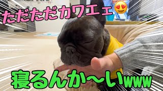 【おもしろすぎる犬】アレすると必ず寝てしまうかわいすぎるフレンチブルドッグwww