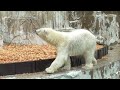 狙いを付けて、助走の距離感を測る。ホッキョクグマ『フブキ』 белый медведь polar bear 東山動植物園