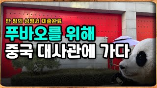 자막) 푸바오를 위해 중국 대사관에 가다.