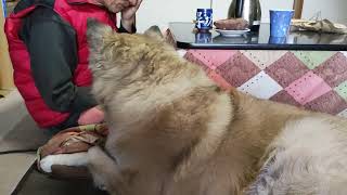 じいじが焼き芋を食べるとすかさずおねだりする犬のムーちゃん　～そのお芋あたしのよ～