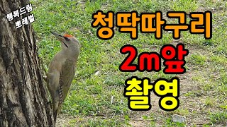 운이 좋게도 청딱따구리 초근접촬영