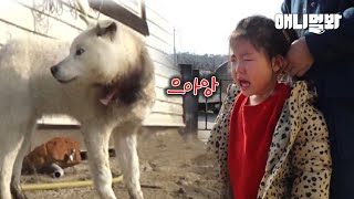 아픈 백구를 보고 울음을 터뜨린 6살 꼬마가 한 행동ㅣKid's Wish After Seeing A Dog Suffering From A Choking Collar