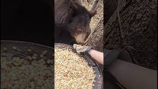 Feeding a Wild bear by hand! Don't try this at home! #bearhunting #wild #bear