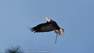 SWFL Bald Eagles - Acrobatics