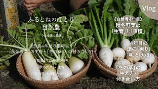 自然農4年目の畑「秋冬野菜」の生育と収穫〜「冬の草」との付き合い方〜