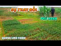 Quanglinhvlogs || Sự Thay Đổi Bất Ngờ Của Quang Linh Farm  - 1 Màu Xanh Bạt Ngàn...